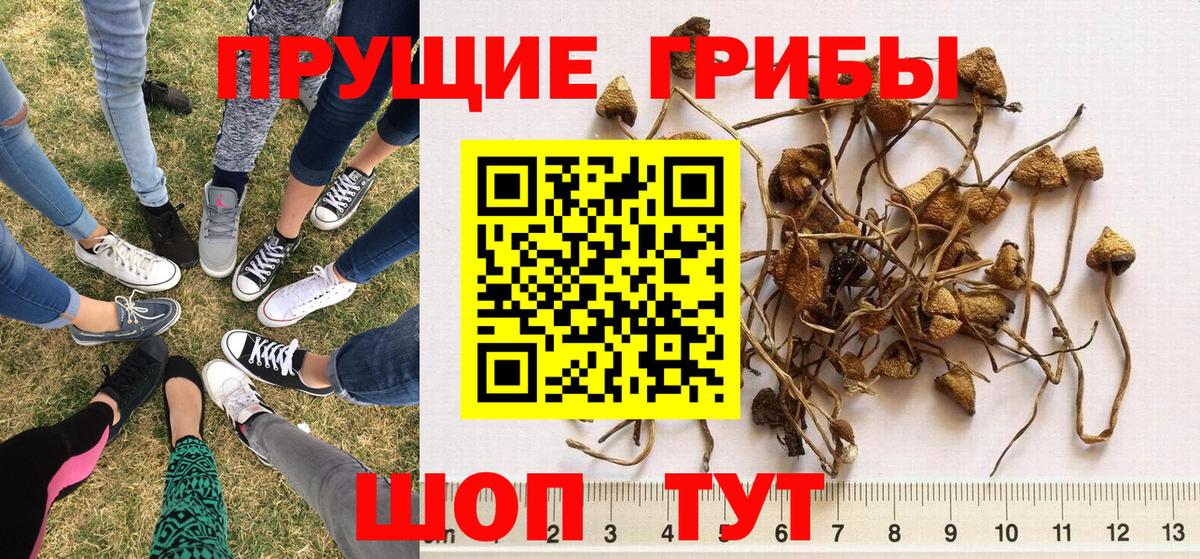 Псилоцибиновые грибы мицелий Воркута